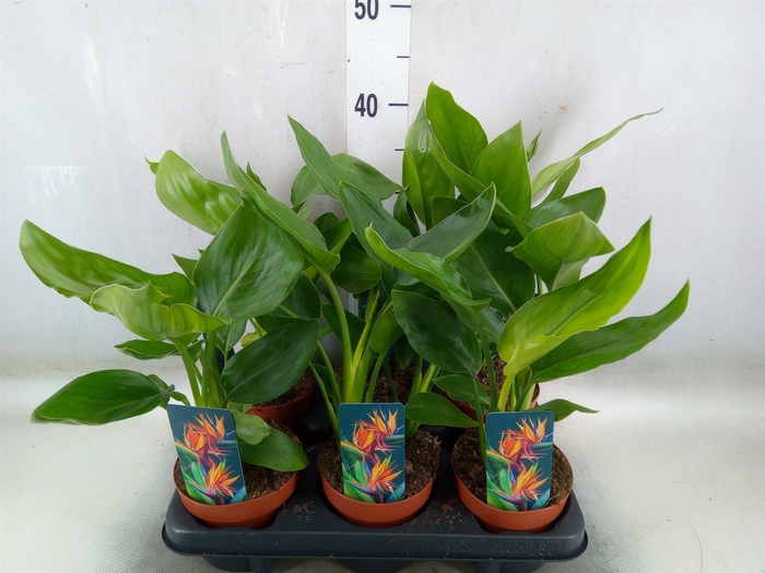 <h4>Strelitzia reg.   ...no flowers</h4>