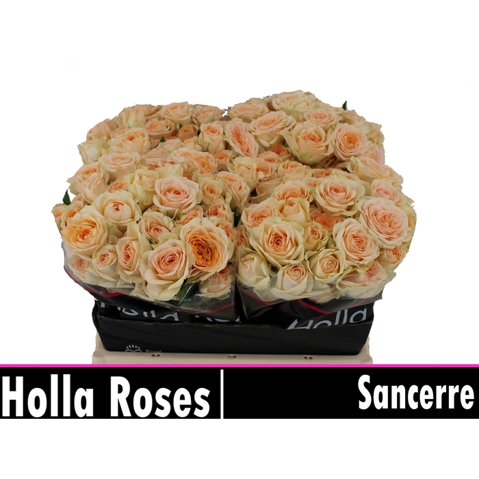 <h4>Sancerre</h4>