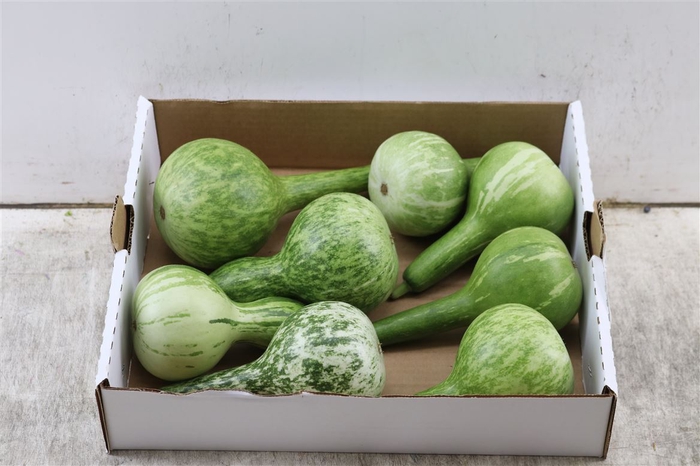 <h4>Sier Cuc P Kalabas Fles Groen X8</h4>