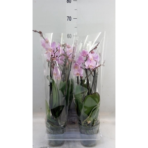 Phalaenopsis multi. 'Beaution'