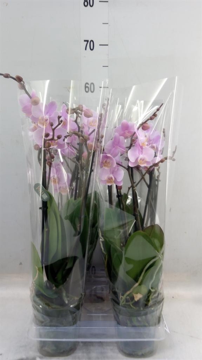 <h4>Phalaenopsis multi. 'Beaution'</h4>