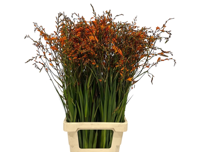 <h4>CROCOS LUCIFER</h4>