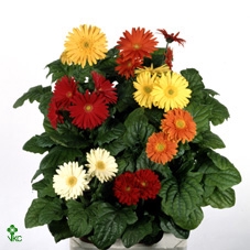 Arr21 Gerbera Joybera Gemengd