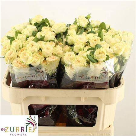 <h4>R Tr Summerrose</h4>