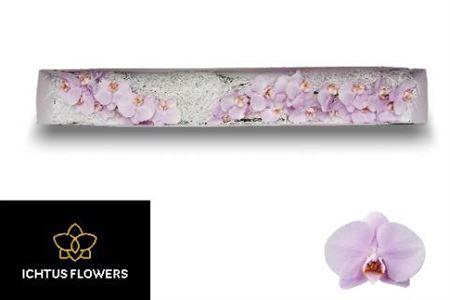 <h4>Phal An Manila X25</h4>