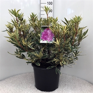 Rhodo. ponticum 'Variegatum' purple