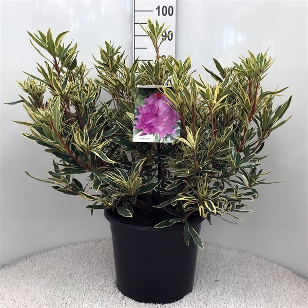 <h4>Rhodo. ponticum 'Variegatum' purple</h4>