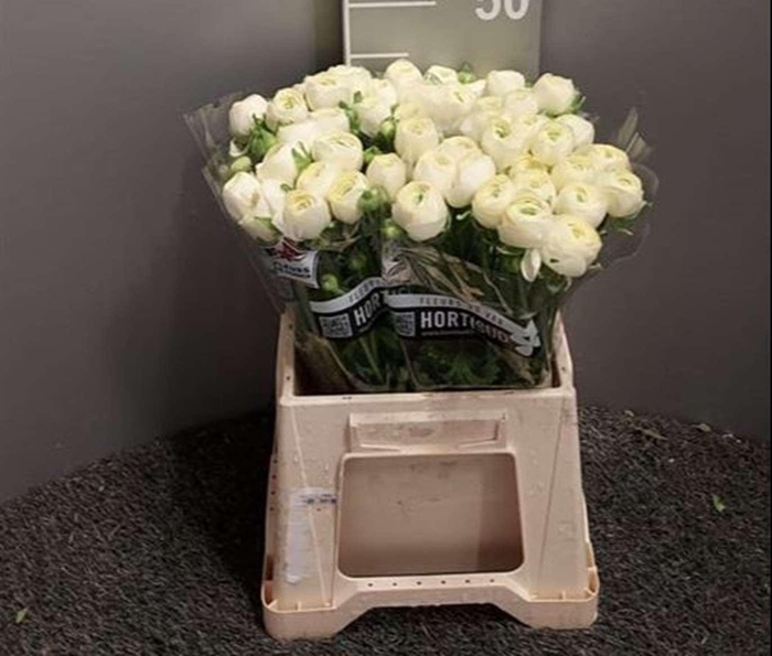 <h4>Ran Suc Ex Vanilla</h4>