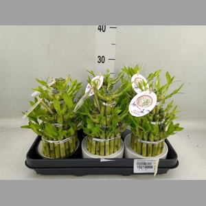 Dracaena sand. 'Lucky Bamboo' ..pyr