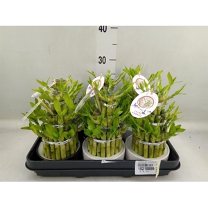 Dracaena sand. 'Lucky Bamboo' ..pyr