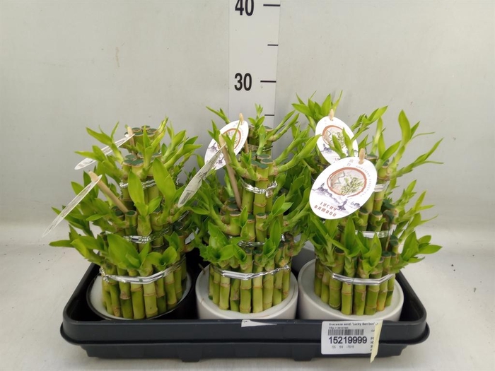 <h4>Dracaena sand. 'Lucky Bamboo' ..pyr</h4>