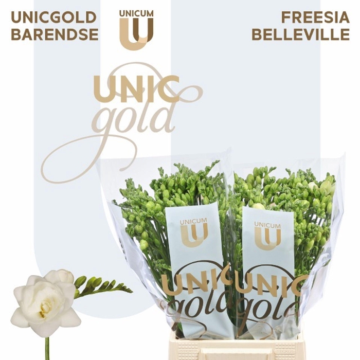 <h4>Freesia du Belleville</h4>