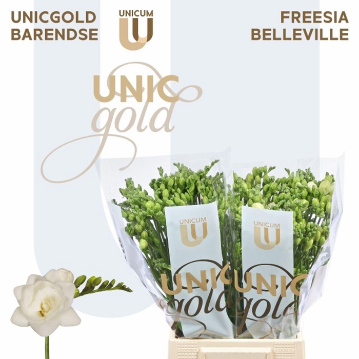 <h4>Freesia du Belleville</h4>