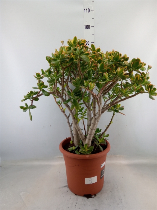 <h4>Crassula ovata 'Sunset'</h4>