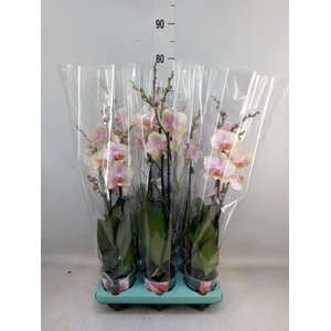Phalaenopsis   ...
