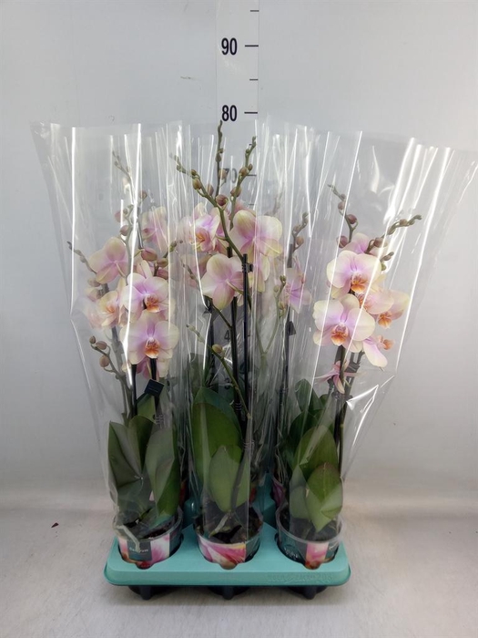 <h4>Phalaenopsis ...</h4>