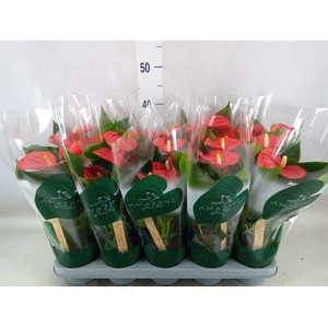 Anthurium andr. 'Aristo'