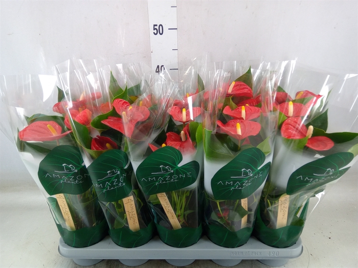 <h4>Anthurium andr. 'Aristo'</h4>