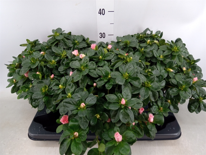 <h4>Rhododendron sim. 'Vogel Luntera'</h4>