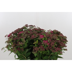 Spirea Scherm