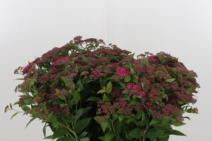 <h4>Spirea Scherm</h4>