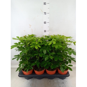 Schefflera arbor. 'Nora'