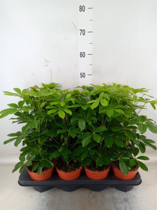 <h4>Schefflera arbor. 'Nora'</h4>