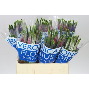 Veronica Colour Mix X 25