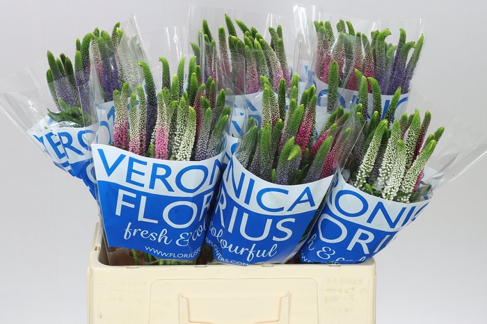 <h4>Veronica Colour Mix X 25</h4>