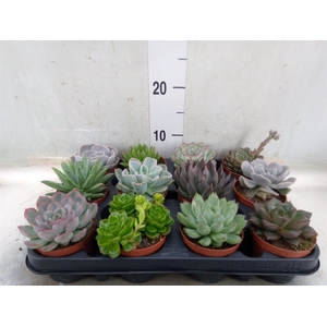 Echeveria   ...mix