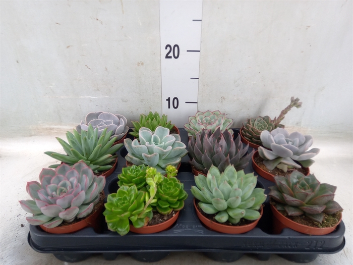 <h4>Echeveria   ...mix</h4>