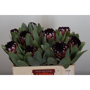 Protea magnifica 'Didi'