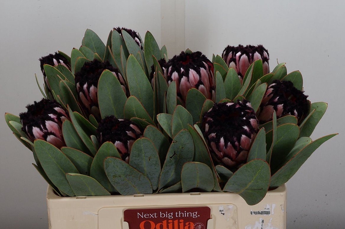 <h4>Protea magnifica 'Didi'</h4>