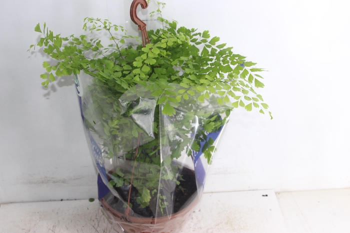 <h4>AVENCA VARIADA C21</h4>