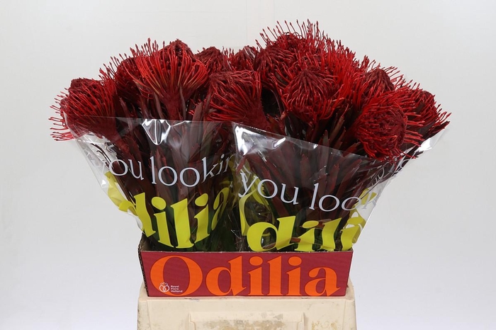 <h4>Nutans Painted Bordeaux</h4>