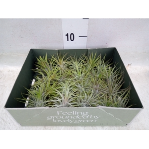 Tillandsia