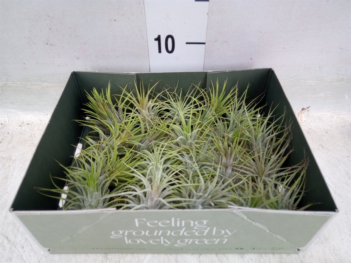 <h4>Tillandsia</h4>