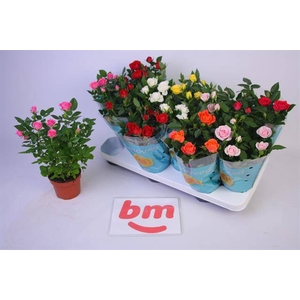 ROSA BEAU MONDE MIX