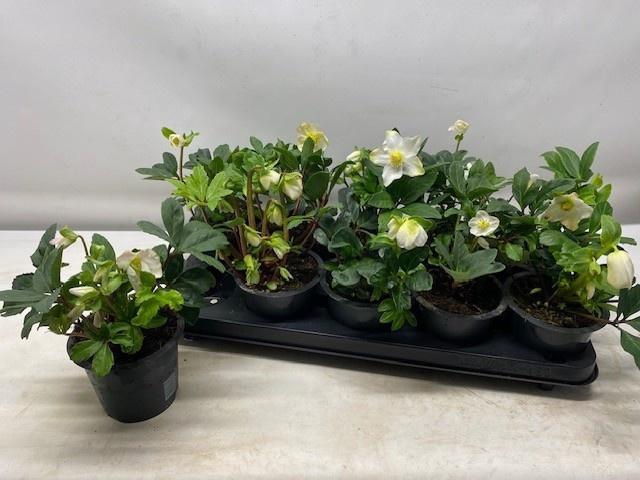 <h4>HELL NI HAPPY DAY</h4>