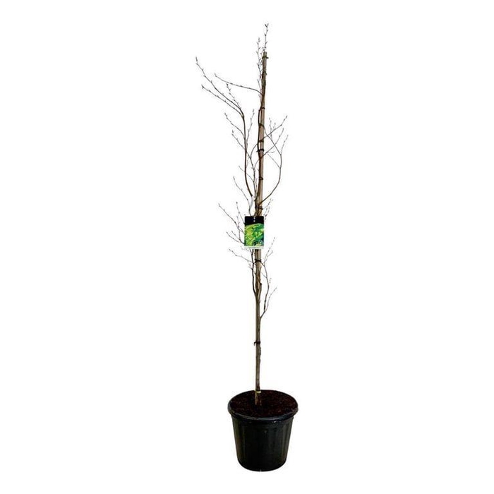 <h4>Fagus syl. 'Dawyck Gold'</h4>