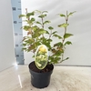 Viburnum opulus Roseum