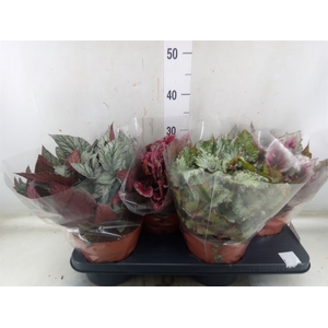 Begonia BD 'Beleaf'   ...mix