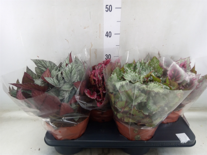 <h4>Begonia BD 'Beleaf'   ...mix</h4>