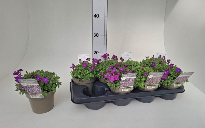 <h4>AUBR GRACILIS</h4>