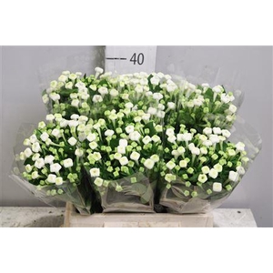 Bou En Whi Sensation