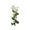 CRISANTEMO SANTINI FRAMINT 080 CM