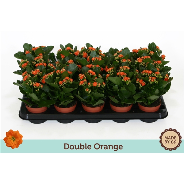 <h4>Kalanchoë Double Orange - no sleeve</h4>