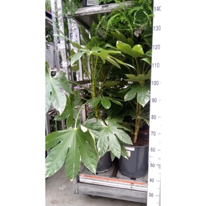 Fatsia japonica 'Variegata'