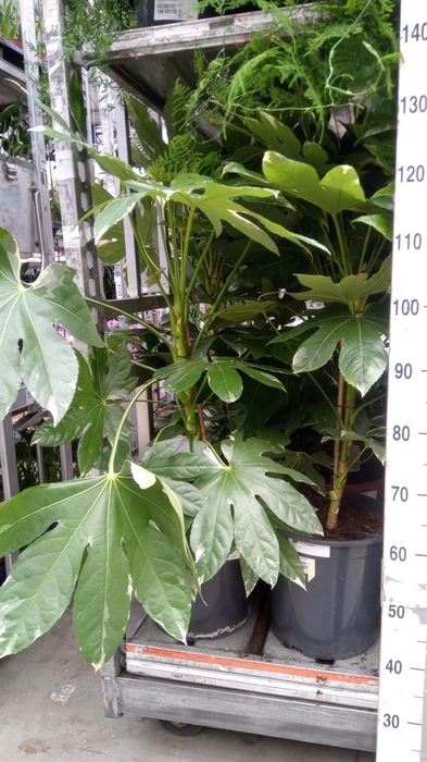 <h4>Fatsia japonica 'Variegata'</h4>