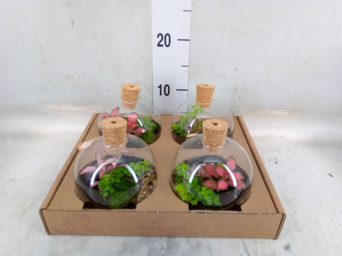 <h4>Arr.   Kamerplant Groen H%</h4>